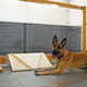 The setup used in the experiment, along with a furry test subject.